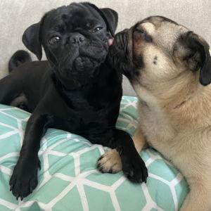 Donate to Pug Rescues
