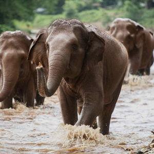 Elephant Nature Park Sanctuary