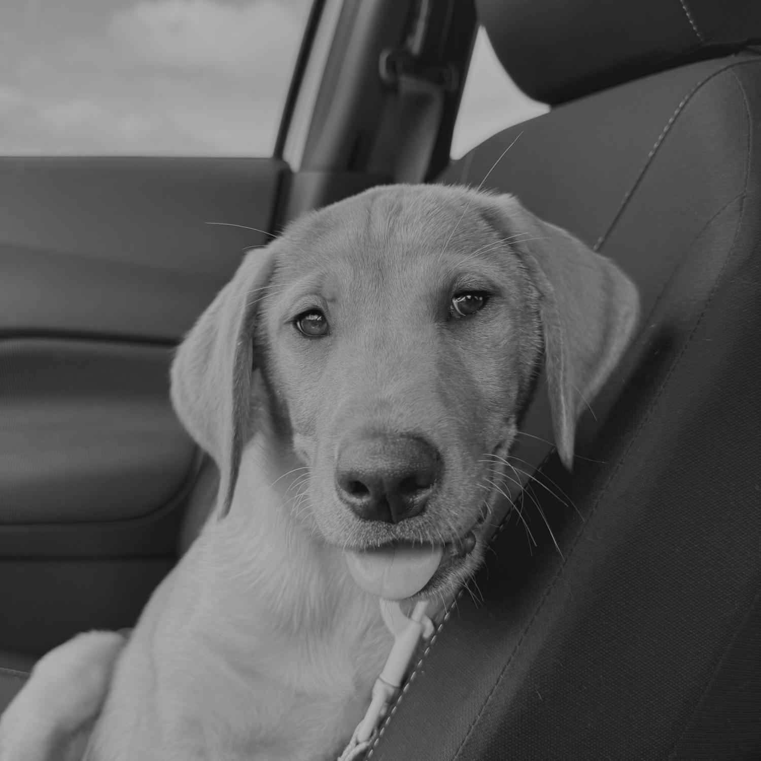 Will suprised Sydney with a puppy right before moving into her new house. Asher is the best girl!