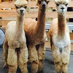 Buck Brook Alpacas