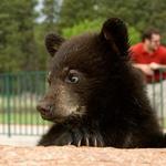 Bear Country USA