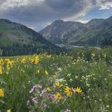 Hike/Bike: Albion Basin