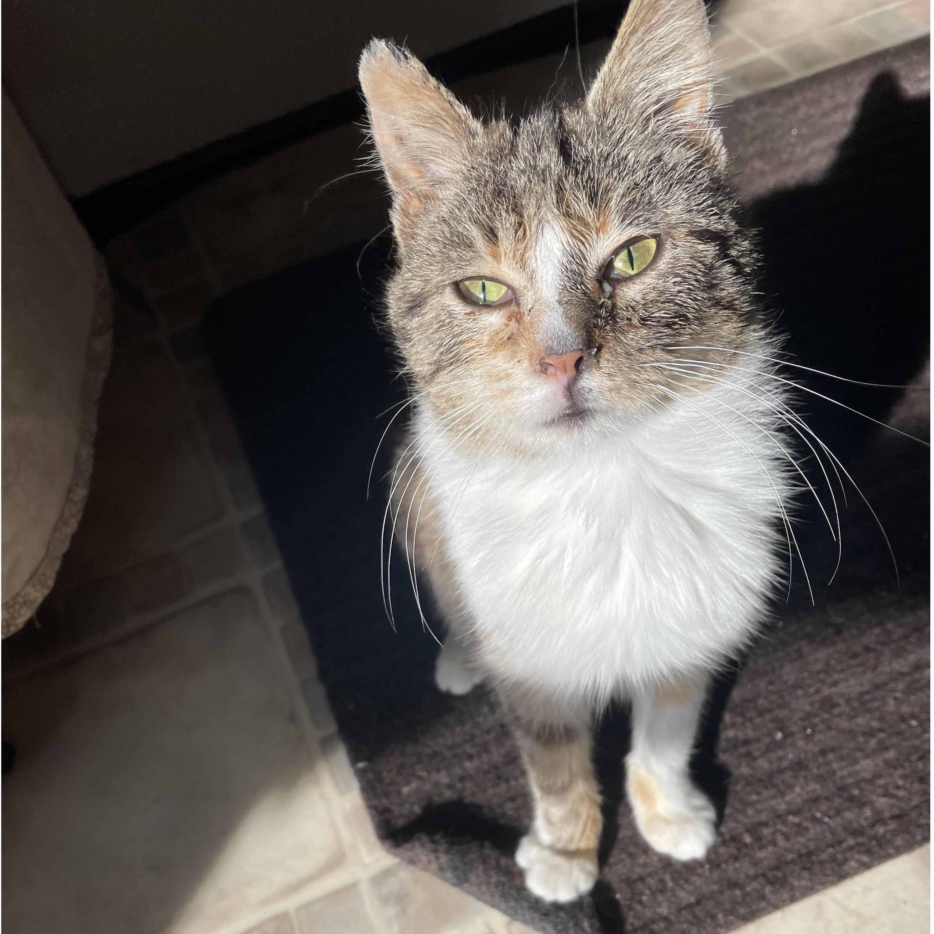 Our kitty, Bean.