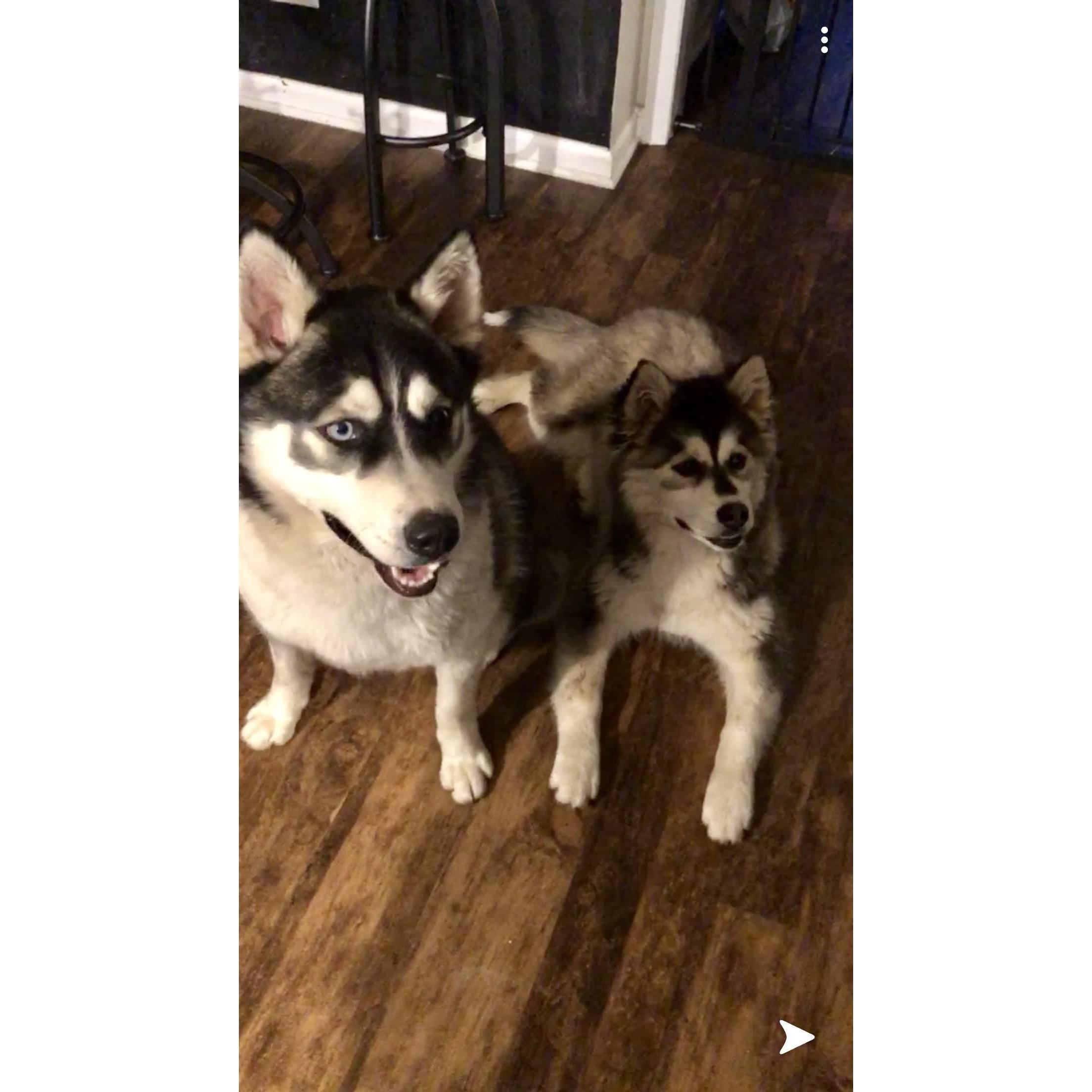 Our babies Zeus and Bella
