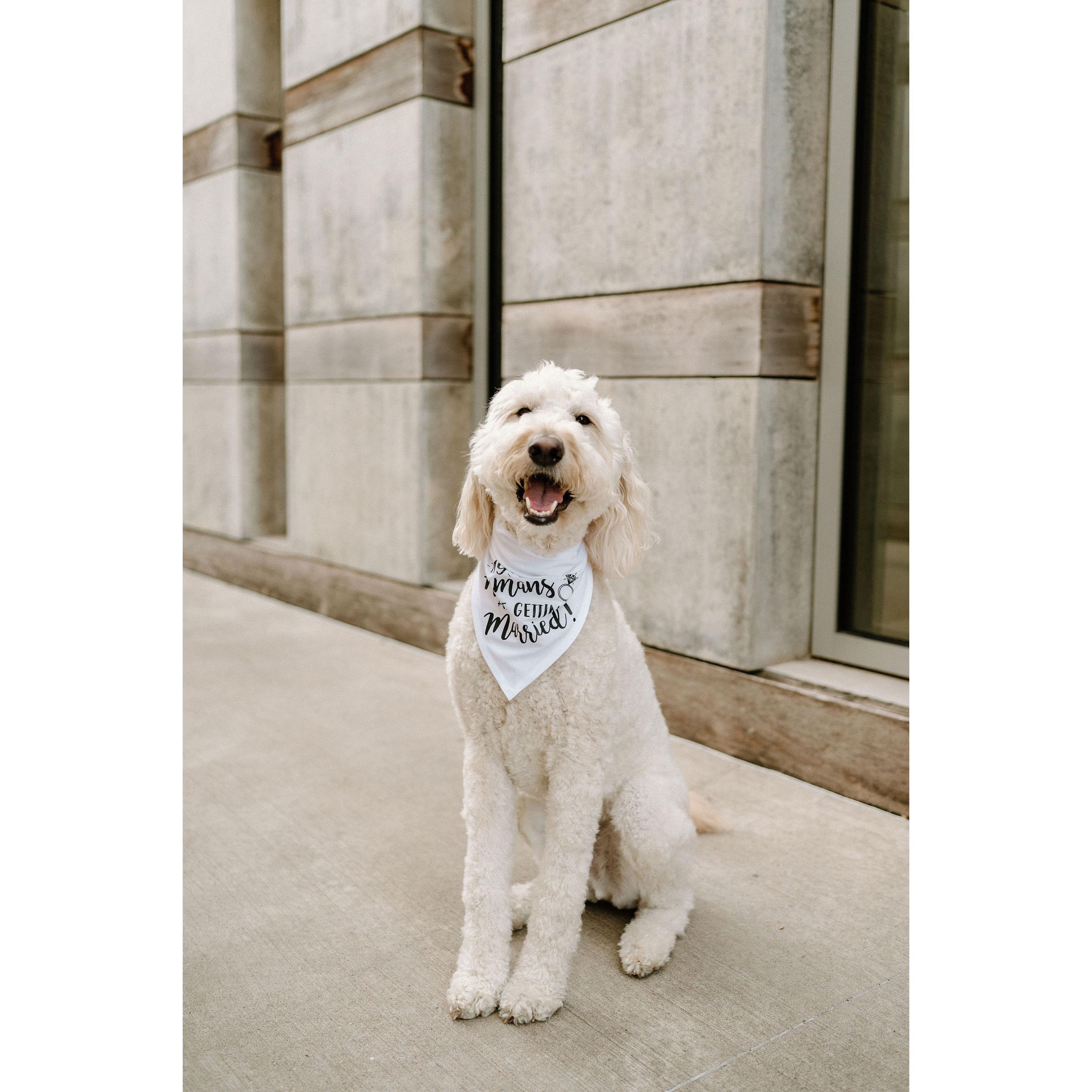 Gus loved being apart of our engagement shoot :)