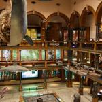 Bishop Museum