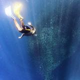 Moalboal Sardines Run