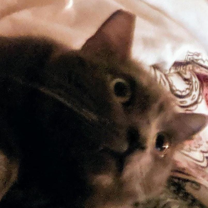 This is Clarence, the man of the house.