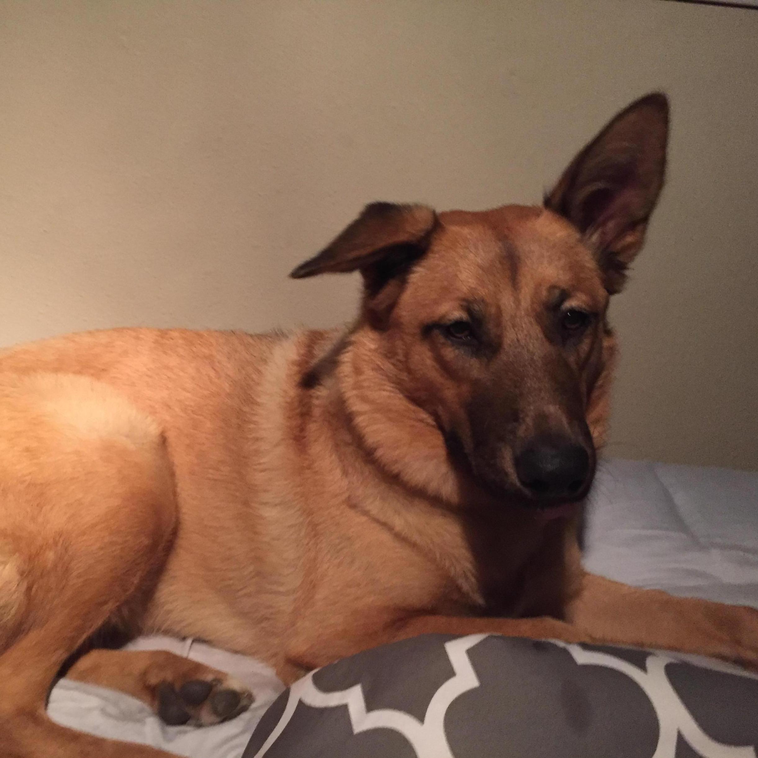 Our fur baby, Harley