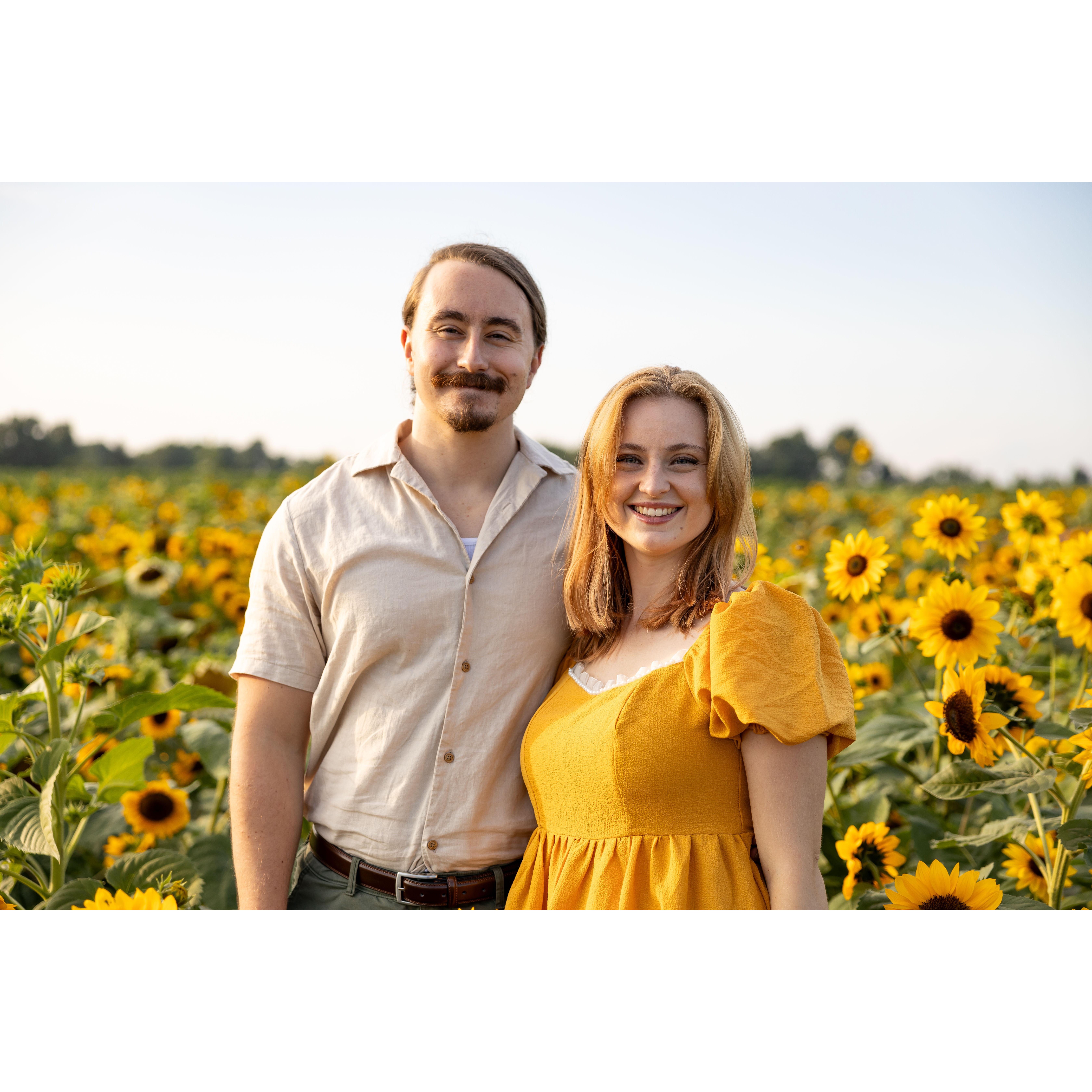 Sunflower fields