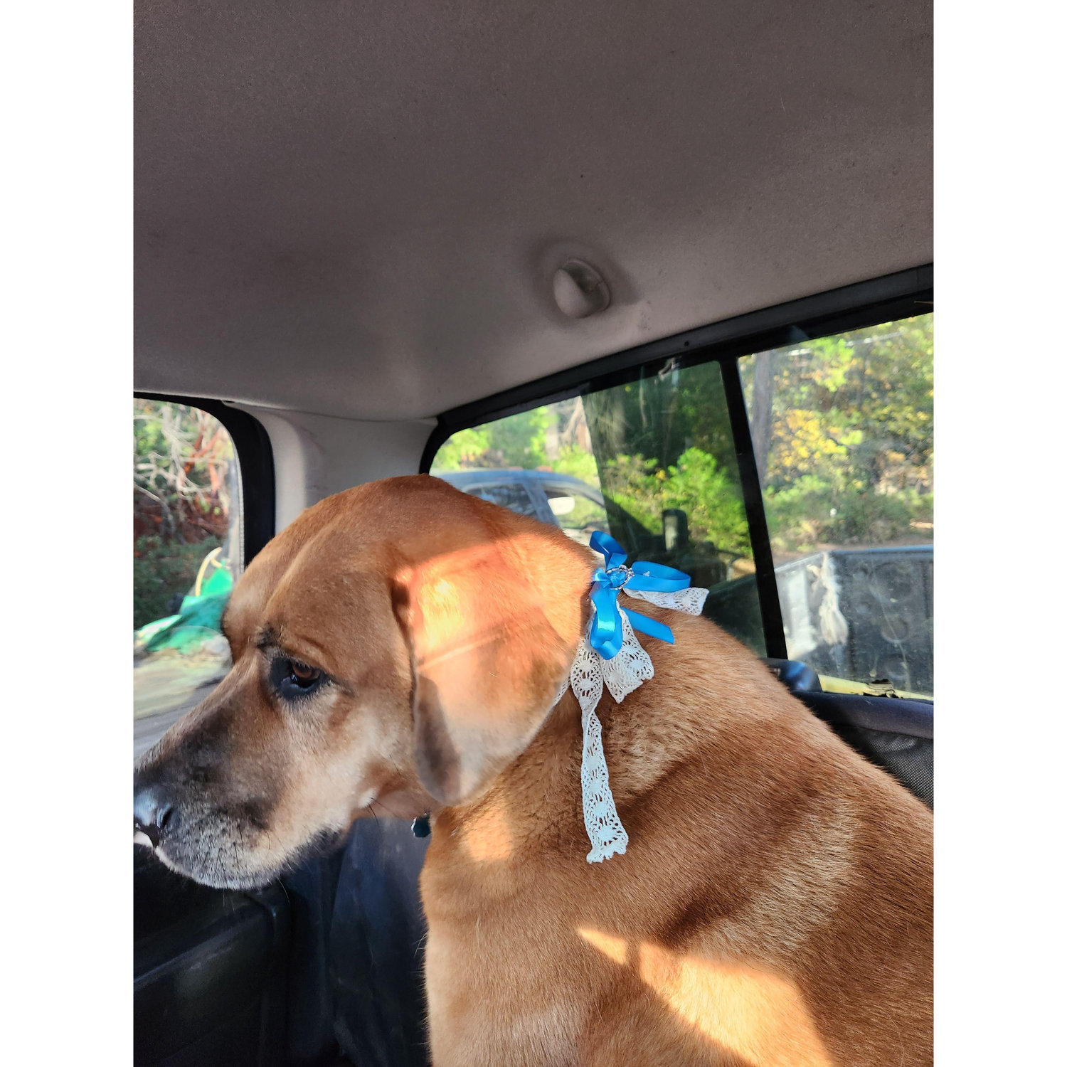 Engagement dog November 2023