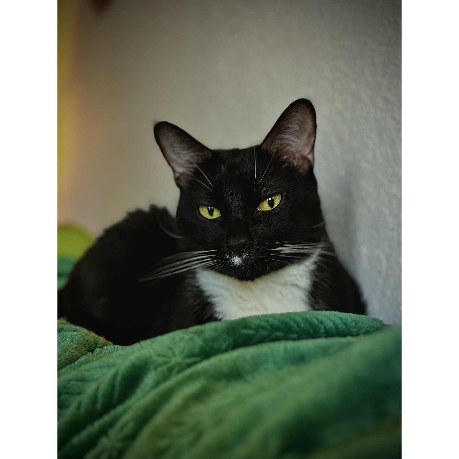 Ninja