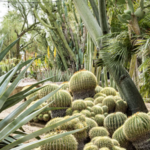 Moorten Botanical Garden
