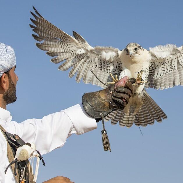 Safari in Dubai