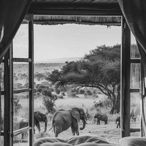 Serengeti Safari Honeymoon