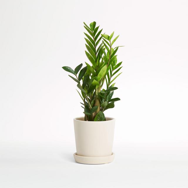 Live ZZ Plant in Bryant Planter by The Sill