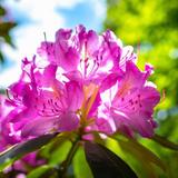 Hamilton Rhododendron Gardens