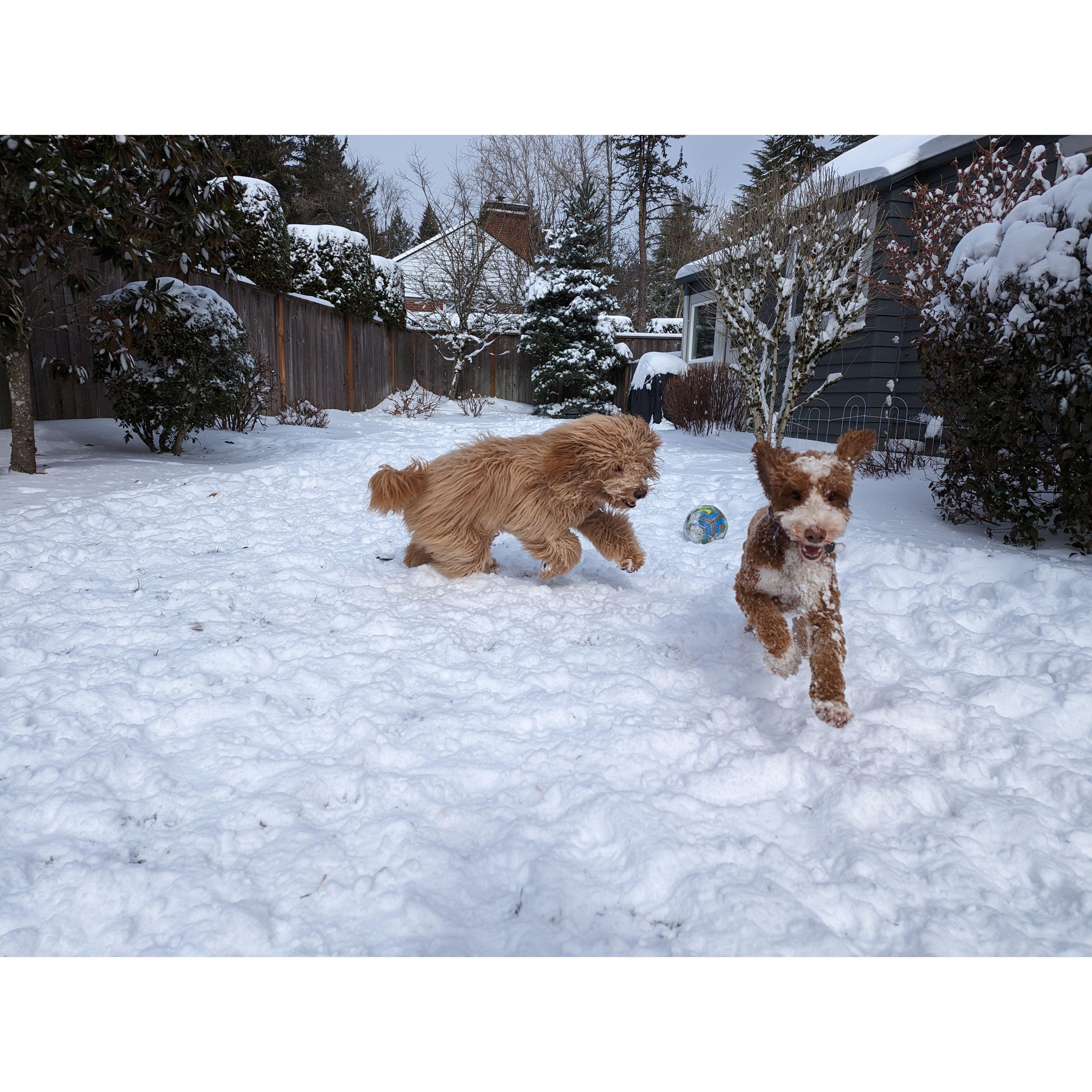 snow dog days