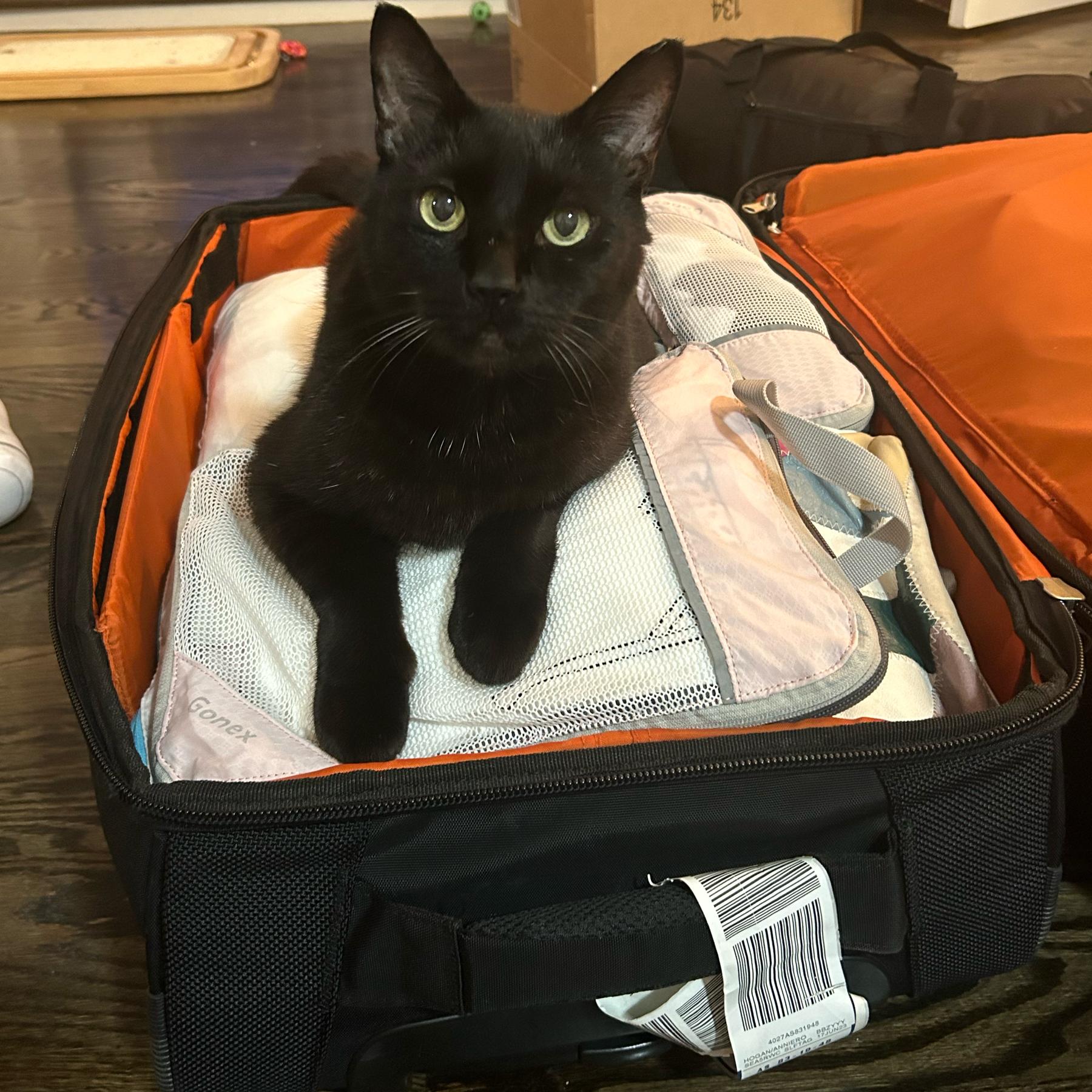 Cat sitter for the honeymoon!