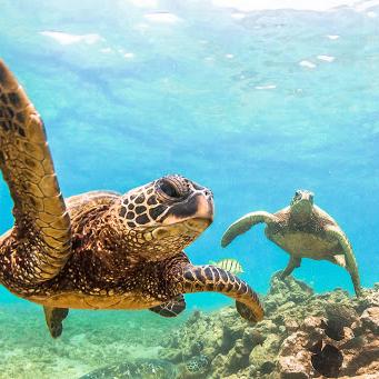 Snorkeling for Two with Turtles and Dolphins