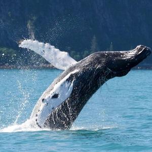 Kenai Fjords National Park Glacier & Wildlife Cruise