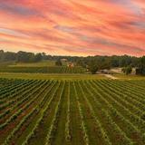 Arrington Vineyards