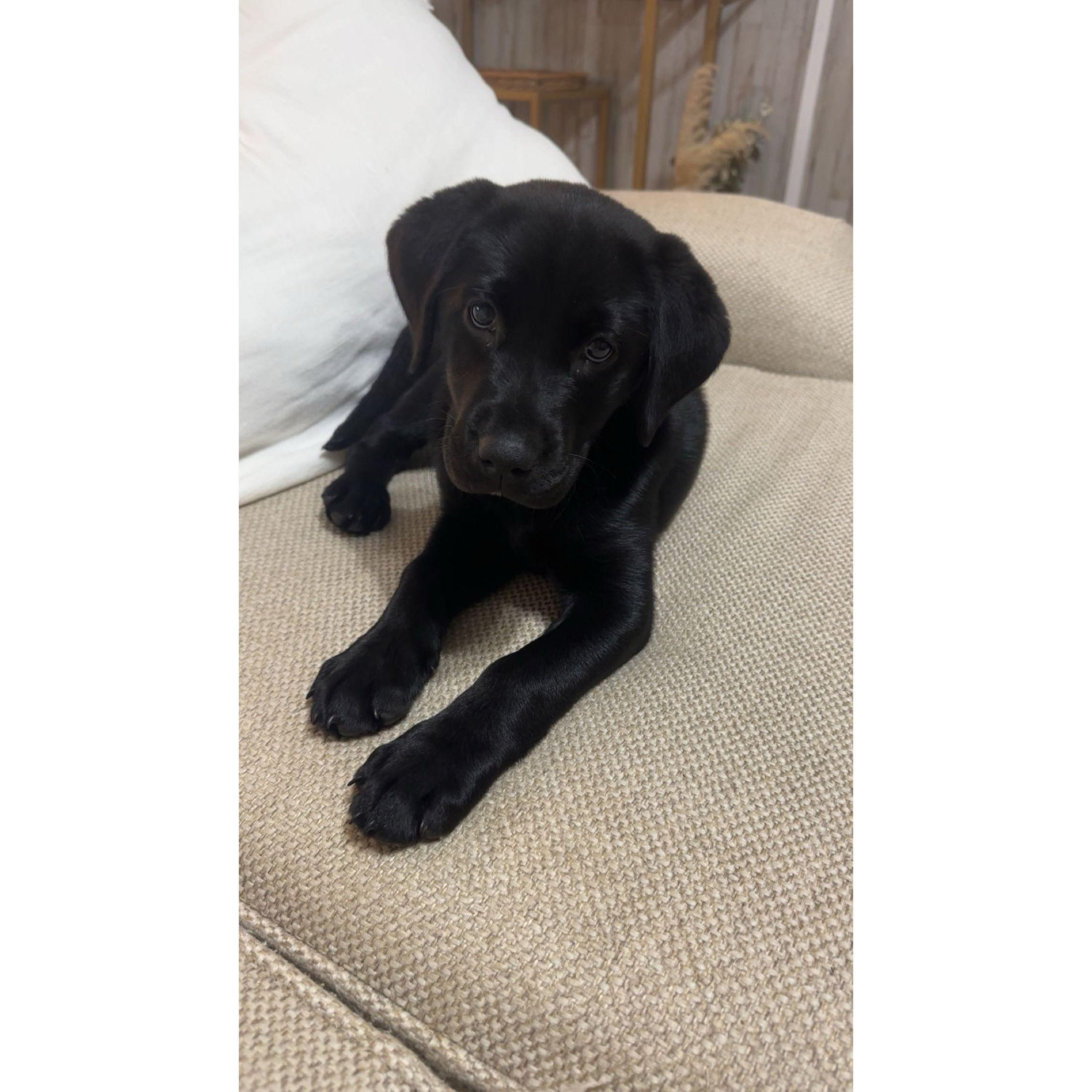 Our first furbaby, Grace Loraine Kelly.