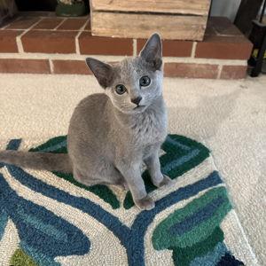 Monty Fund
