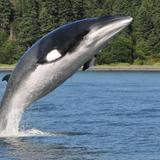 Whale Watching Tours