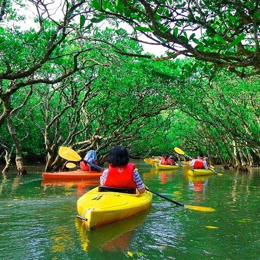 Mangrove Kayaking