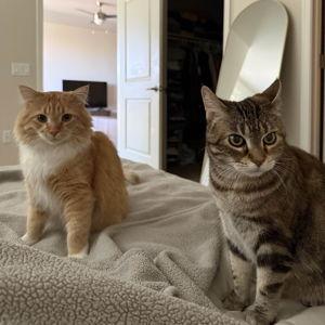 Teddy & Carmelo Treat Fund