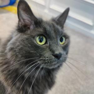 Our Pet Toy Fund