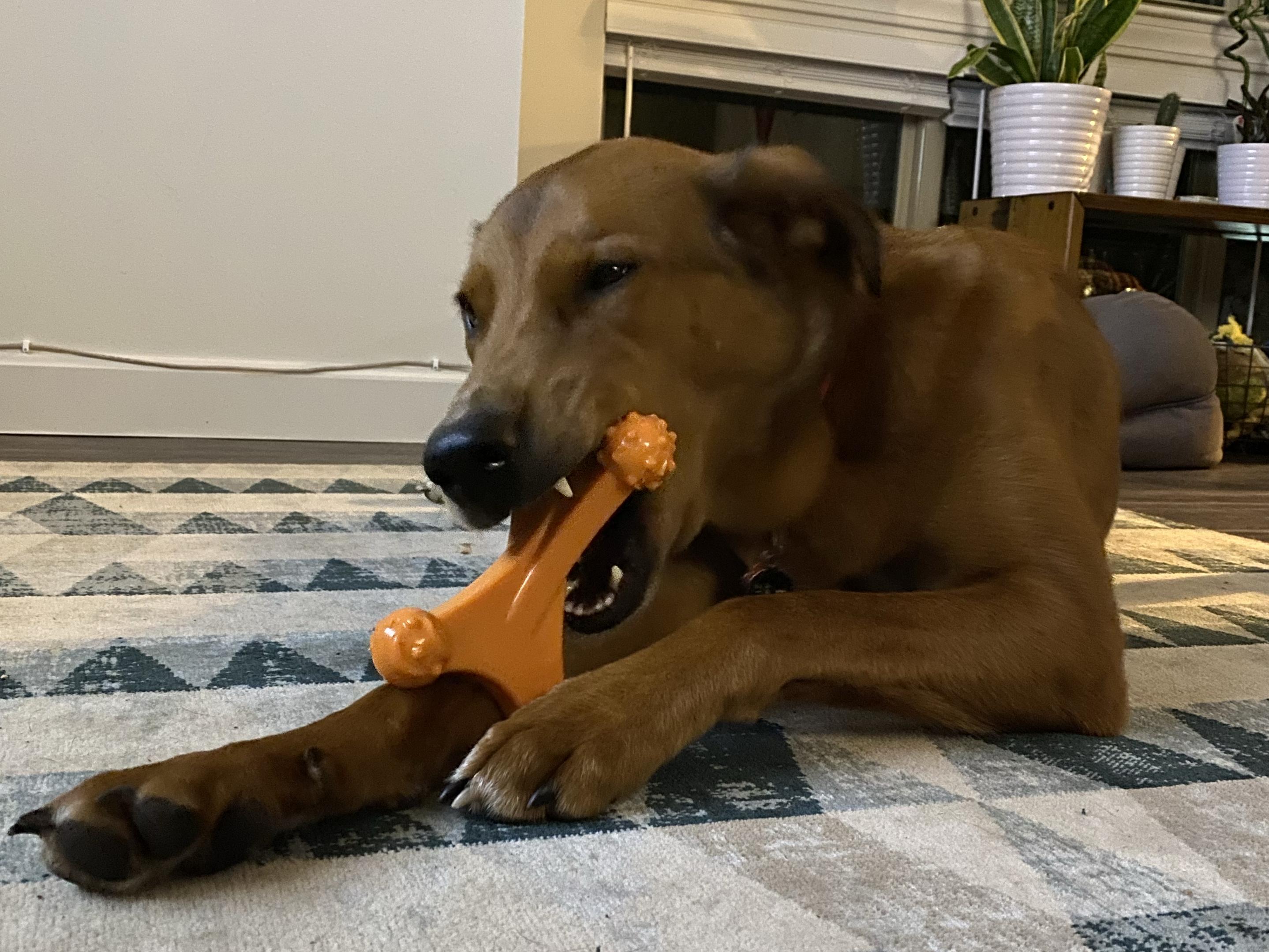 Echo and Kona’s Super Chewer Fund