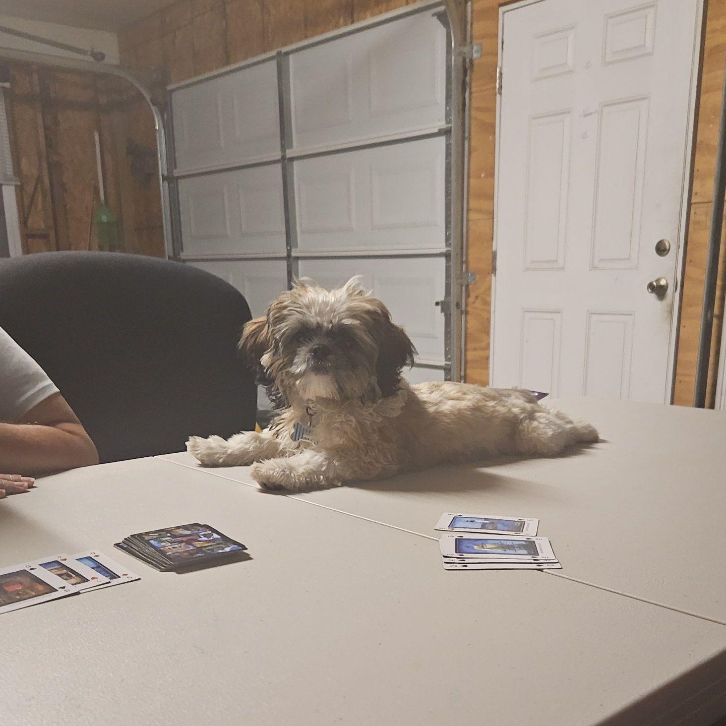 Our sweet Rummy wanted to play rummy with us.