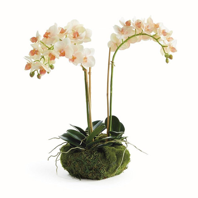 Napa Home & Garden Phalaenopsis 16" Mini Garden Drop-in Color: Blush & Pale Pink Shaded graidents