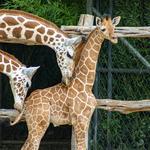 Fort Worth Zoo