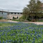 Lady Bird Johnson Wildflower Center