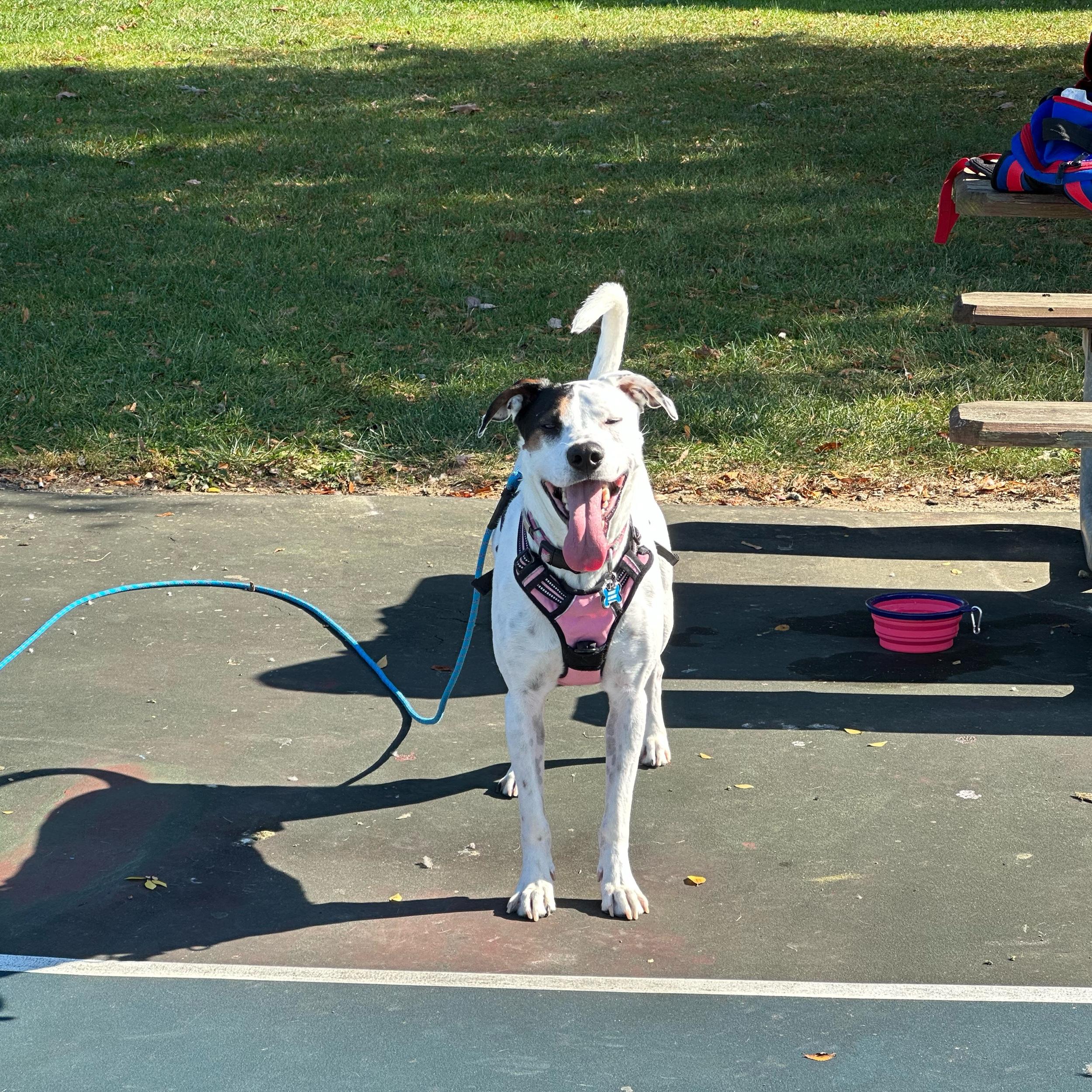 Grow Our Family (Second Fur Baby)