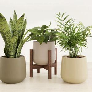 Emerald Trinity Trio of Tropical Plants | easyplant