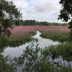 Oaks Bottom Wildlife Refuge
