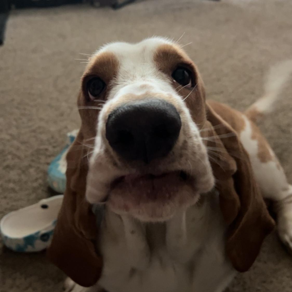 our silly son Bo duke