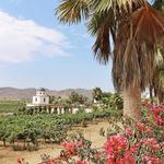 Vinicola Adobe Guadalupe