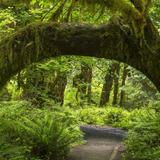 Hoh Rain Forest