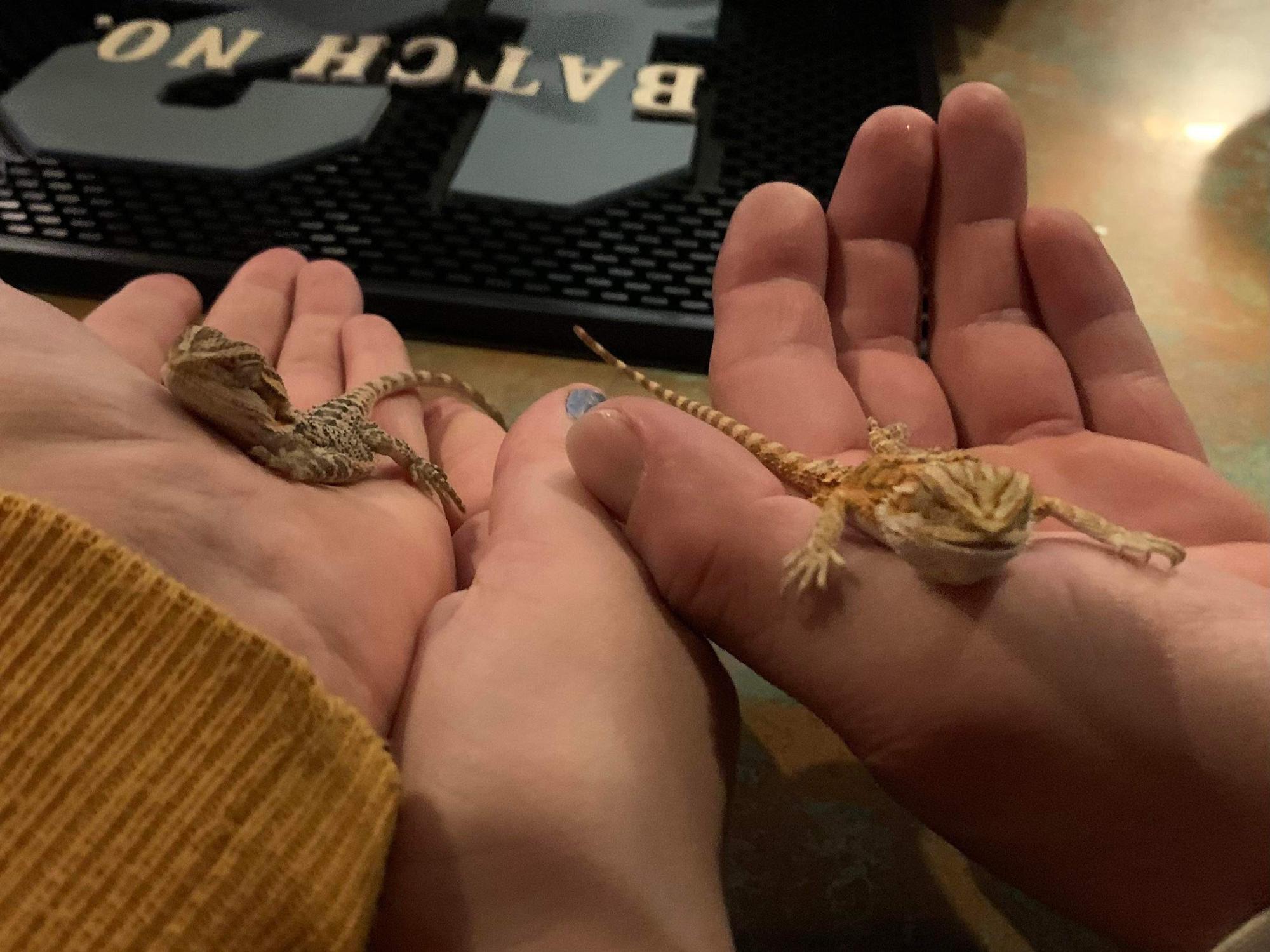 Kaiju and Jaegrr are so big now! If we can raise these babies right, then we'll be ready for a baby of our own!
