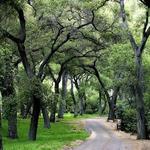 Descanso Gardens