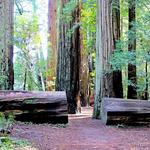 Stout Grove Trailhead