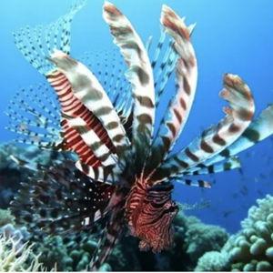 Scuba Diving at the Bazaruto Archipelago
