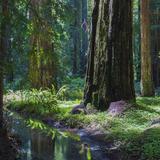 Montgomery Woods State Natural Reserve
