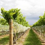 Newport Vineyards