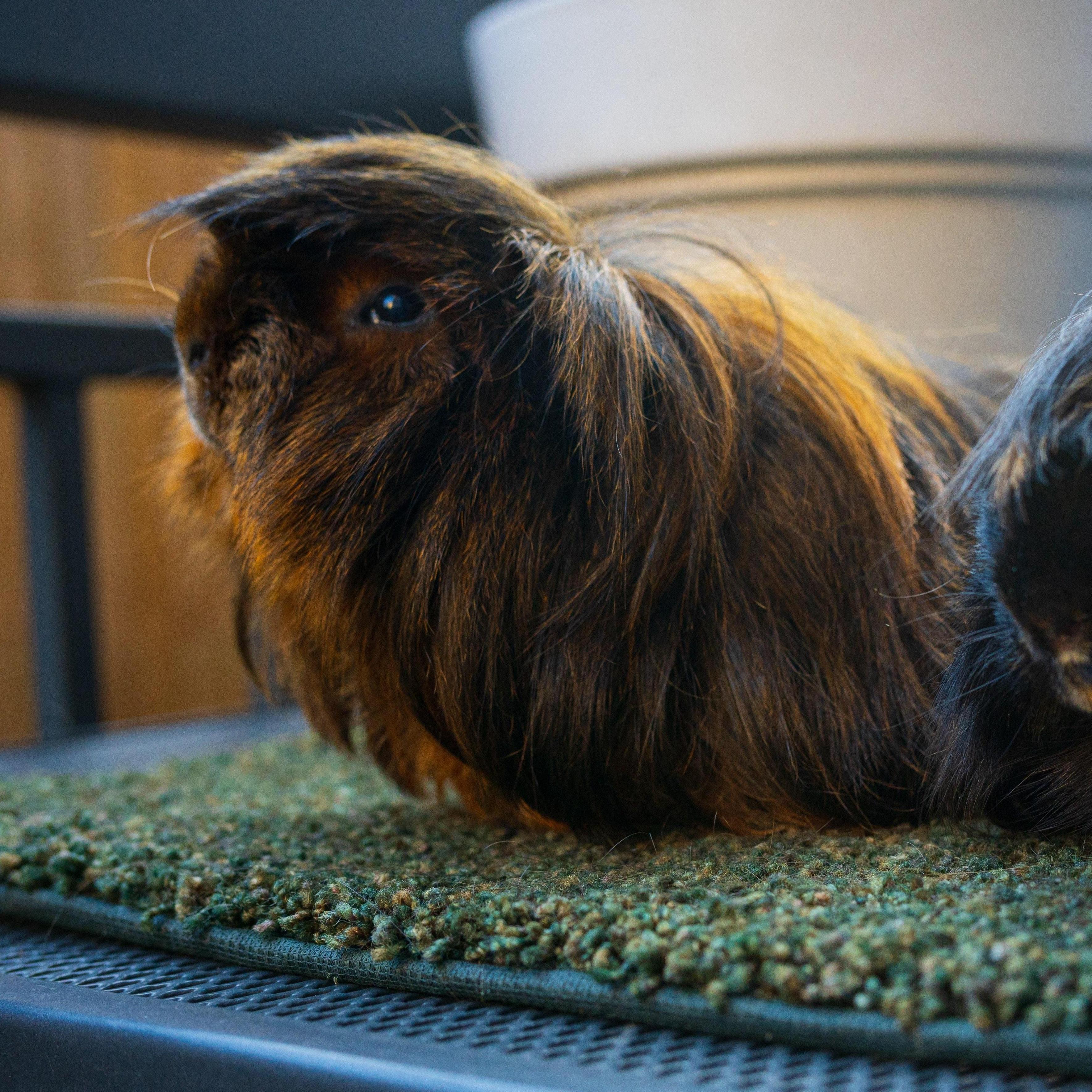 Meet PP, our first Guinea Pig!